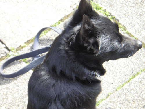 d0049135_0112569.gif
