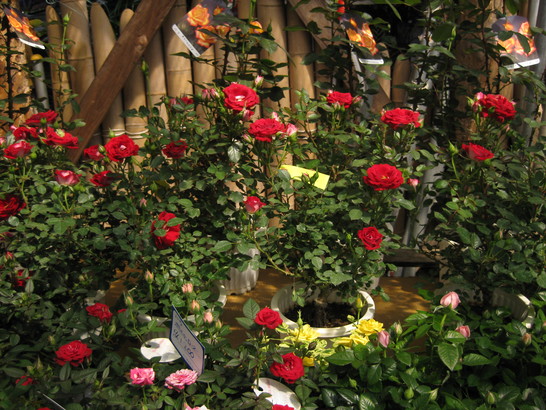 a0158236_1356643.jpg