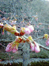 連休_c0044736_21272920.jpg
