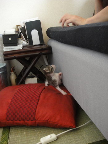 子猫がベッドに登る方法_f0236736_2333363.jpg