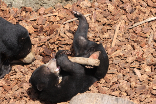 上野動物園_b0006537_1533469.jpg