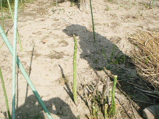 b0188237_203012100.jpg
