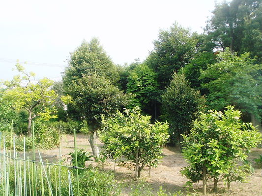 b0188237_20304538.jpg