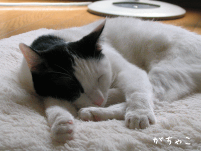 a0166338_17535496.gif