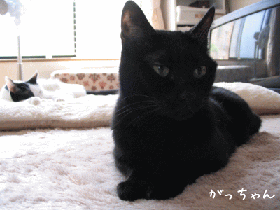 a0166338_17554656.gif