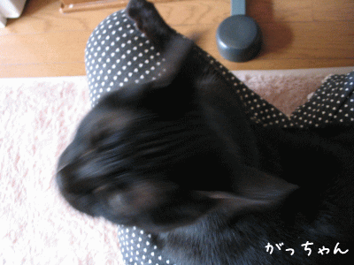 みなさん寒がり_a0166338_1757524.gif