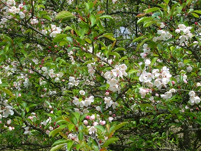 b0002142_17411870.jpg