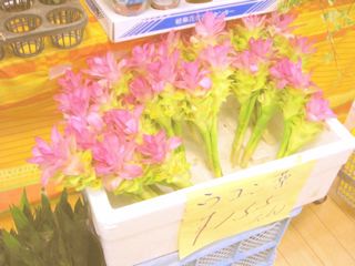 f0200342_0391030.jpg