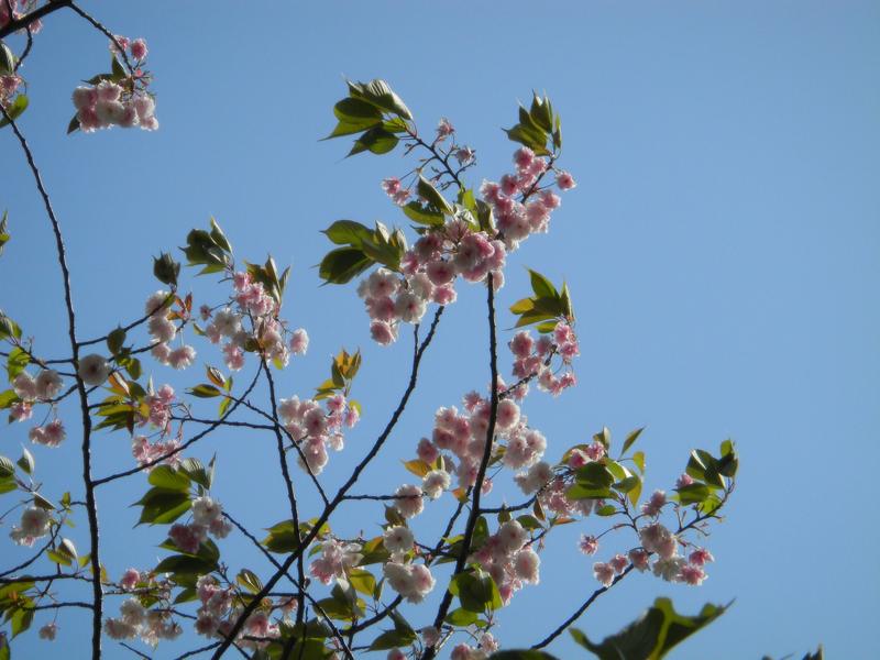 その後の八重桜_a0170146_837164.jpg