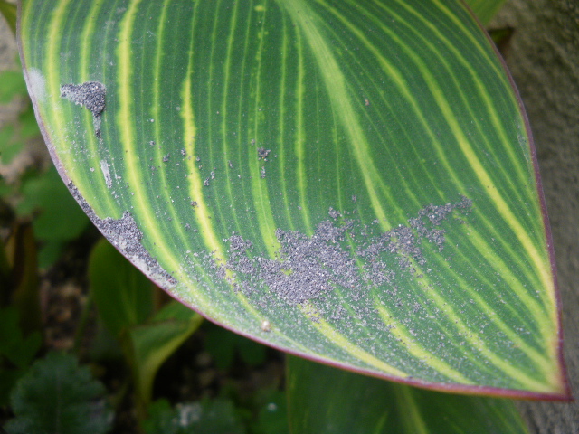 c0089446_21484294.jpg