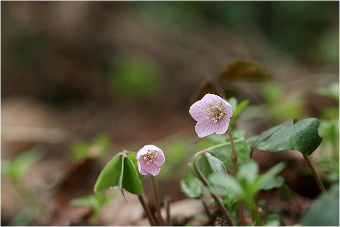 奥伊吹の花達 野草風薫