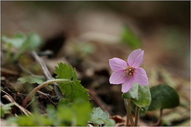 奥伊吹の花達 野草風薫 奥伊吹の花達 野草風薫