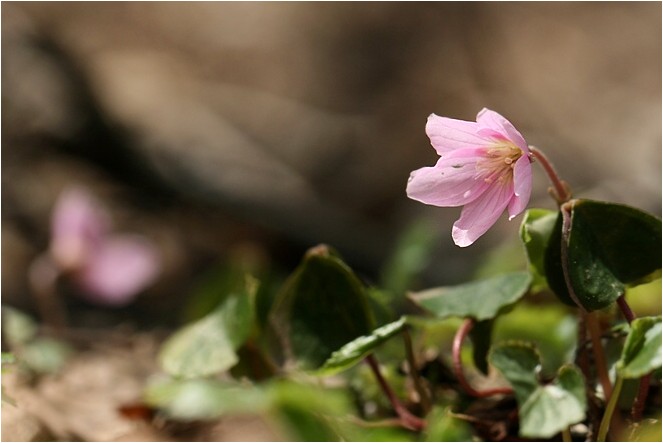 奥伊吹の花達 野草風薫 奥伊吹の花達 野草風薫
