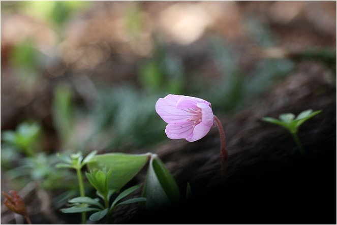 奥伊吹の花達 野草風薫 奥伊吹の花達 野草風薫
