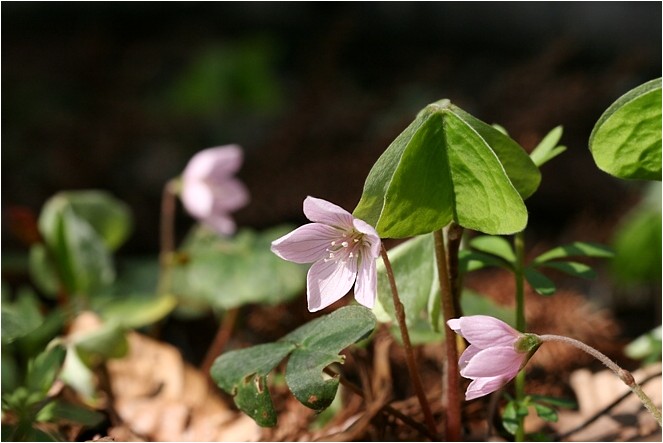 奥伊吹の花達 野草風薫