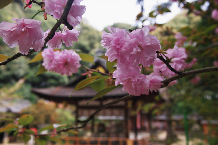 山の春(城陽・鴻巣山 その1)_f0155048_23142910.jpg