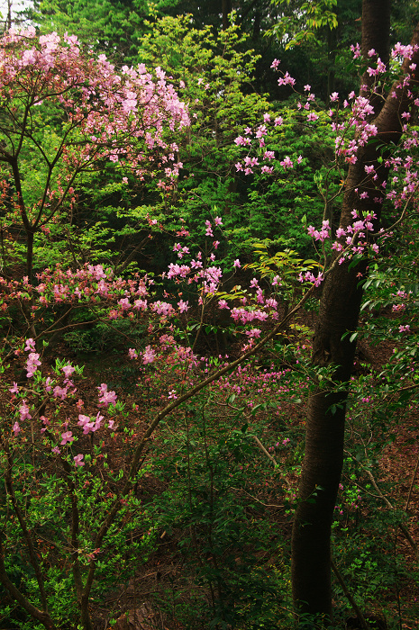 山の春(城陽・鴻巣山 その1)_f0155048_23155098.jpg