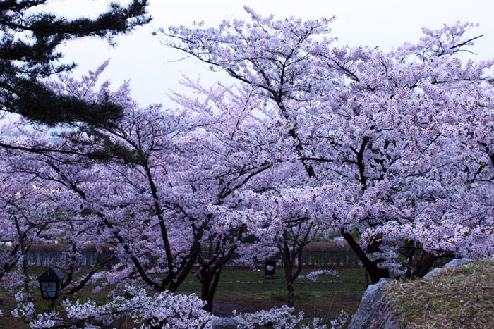 盛岡城跡公園の夜桜②_a0153950_7133117.jpg