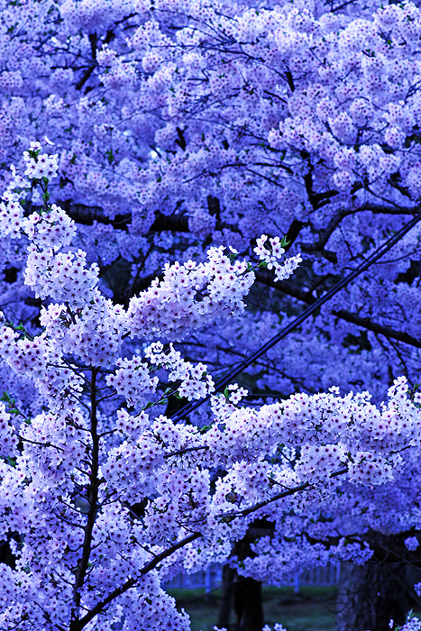 盛岡城跡公園の夜桜②_a0153950_7143650.jpg