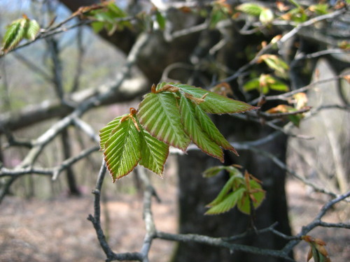c0179351_20423486.jpg