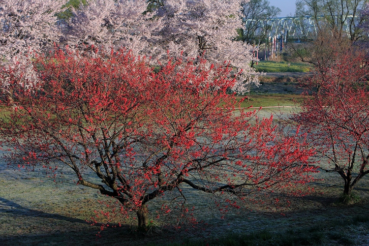 早朝の花桃と桜_c0198351_19414987.jpg