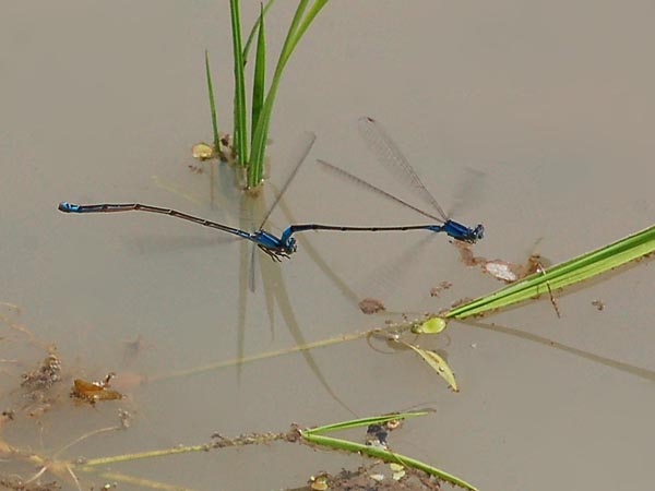 c0045352_1512215.jpg