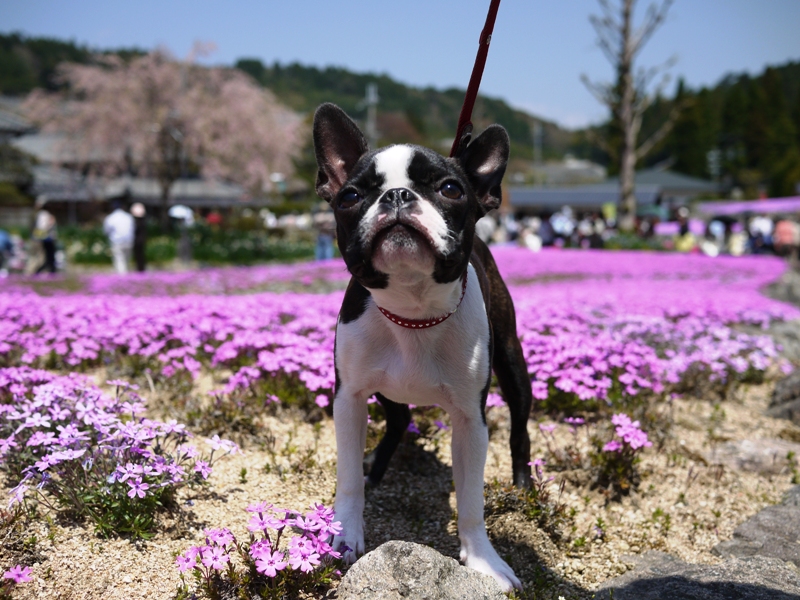 花の寺　三田『永沢寺』_d0155952_15333486.jpg