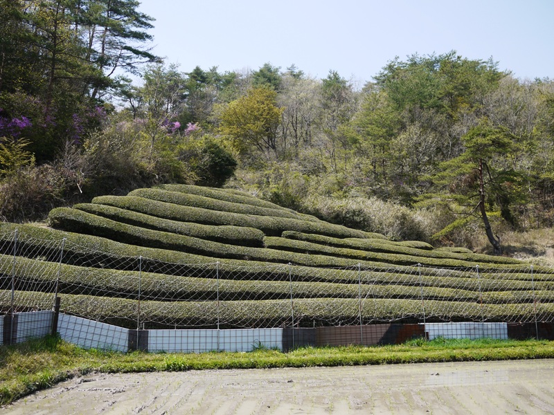 花の寺　三田『永沢寺』_d0155952_155132.jpg