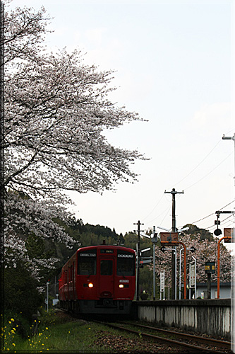 鬼瀬駅の桜～3月28日_e0129453_2312221.jpg