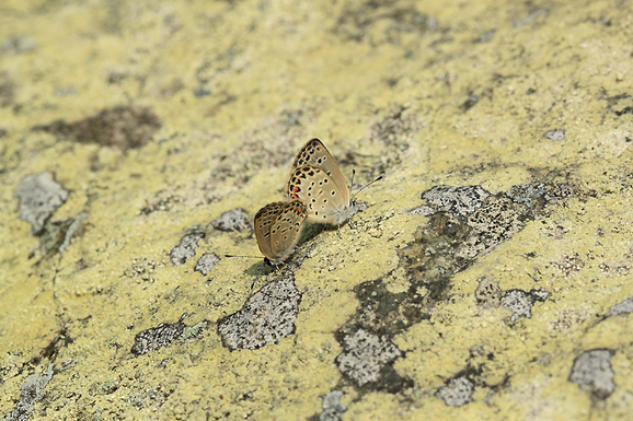 e0156157_21105732.jpg