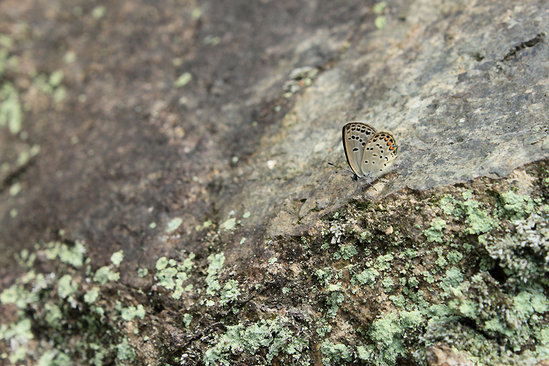 e0156157_2173185.jpg