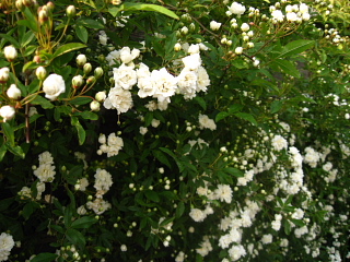 a0021558_23323227.jpg