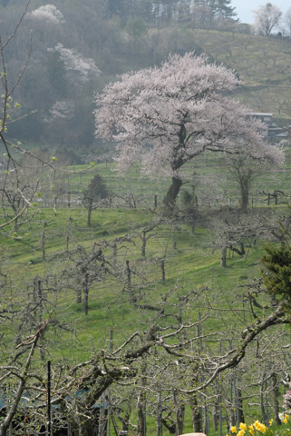 りんご畑の一本桜　　　　　　　　　　　盛岡_a0073962_21321632.jpg