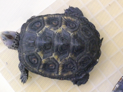 オルナータダイヤモンドバックテラピン'S : 好きです