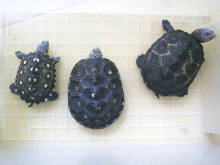 希少ダイヤモンドバックテラピン洋書 希少ダイヤモンドバックテラピン洋書