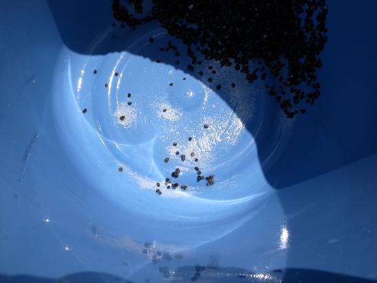 大磯プロジェクト 酸処理をやってみました Shape Of My Aquarium