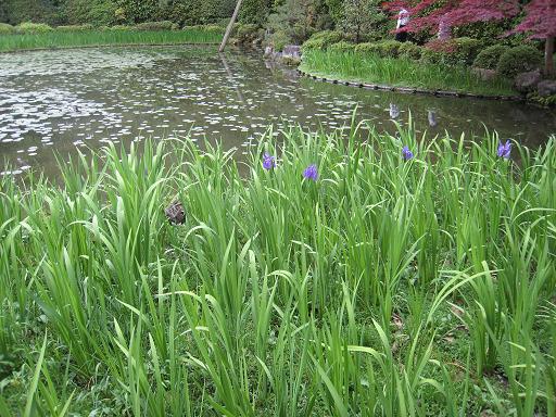 連休の京都・サツキと菖蒲のはずが、、、_f0205367_047785.jpg
