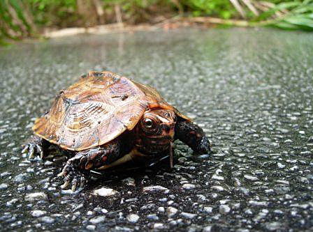 車に轢かれる動物たち・秋の沖縄紀行（5）_c0006568_1801943.jpg