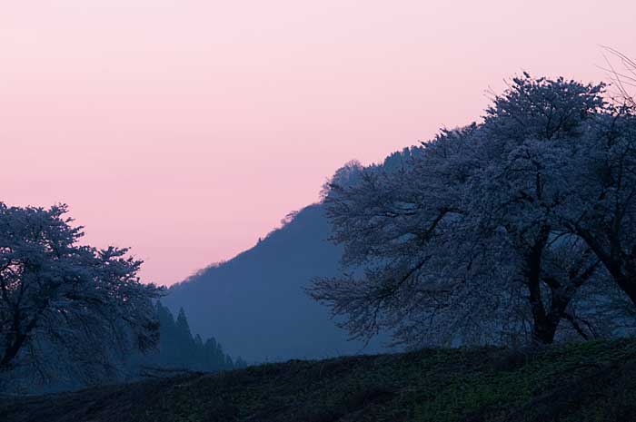 飯山市西大滝の桜_c0085877_2161638.jpg