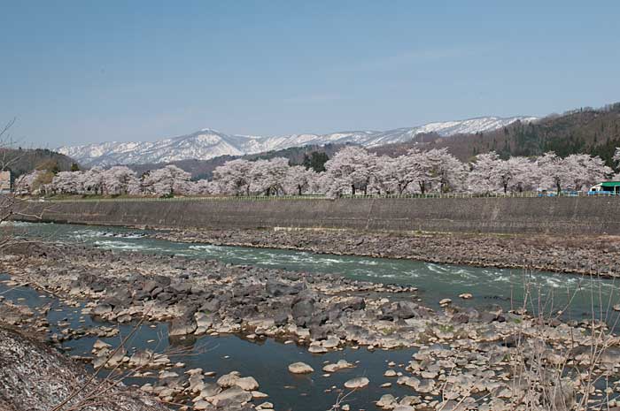 飯山市西大滝の桜_c0085877_2164448.jpg