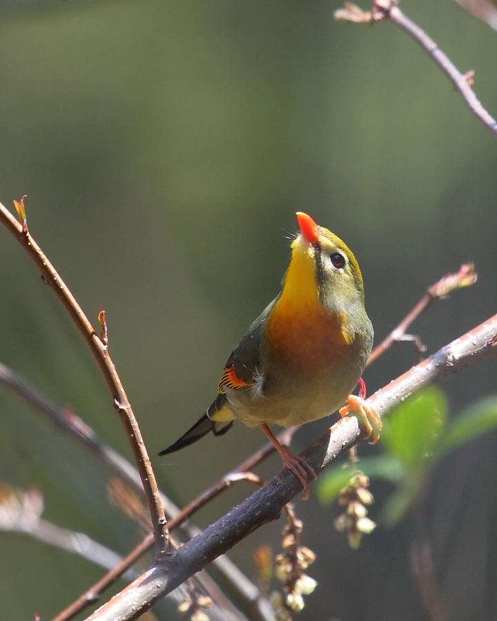 野鳥だけど野鳥じゃないよ_a0167480_1822428.jpg