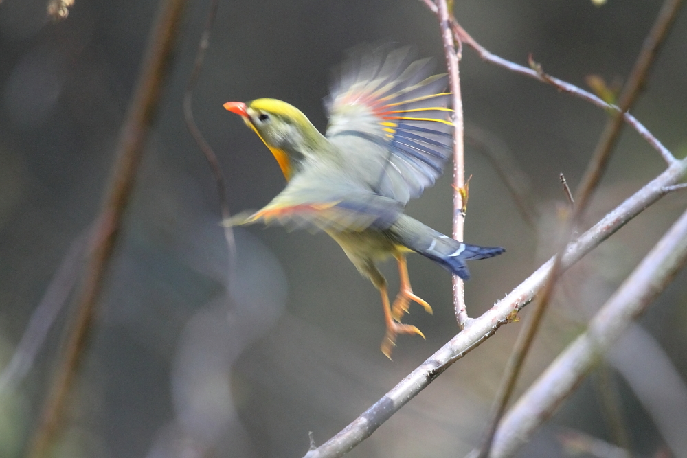 野鳥だけど野鳥じゃないよ_a0167480_1825659.jpg