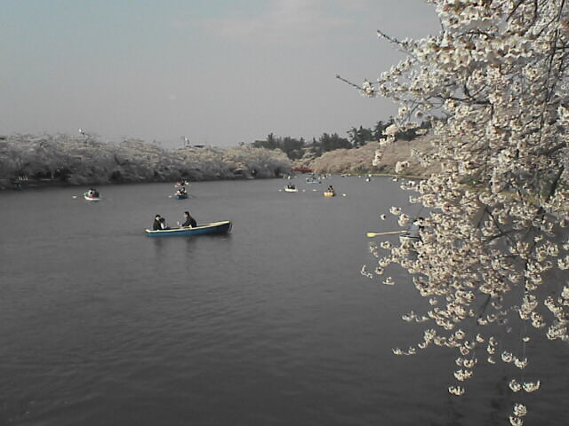 弘前公園のさくら　2010年5月5日_c0069380_14155181.jpg