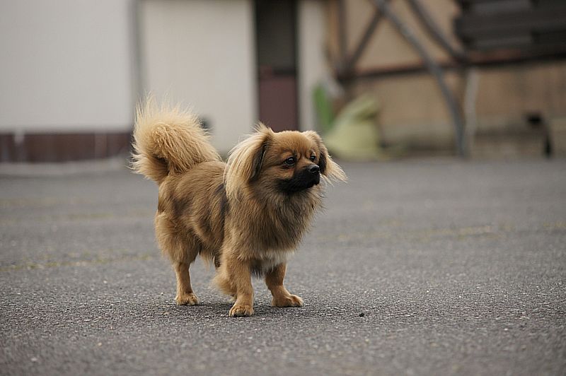 チベの里探訪11_c0109780_20221195.jpg