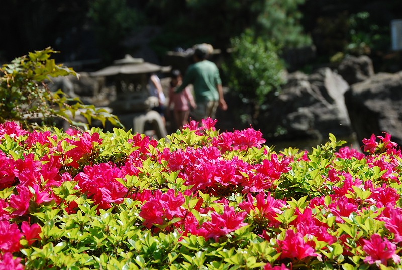 北浦和公園の初夏_c0187781_15444890.jpg