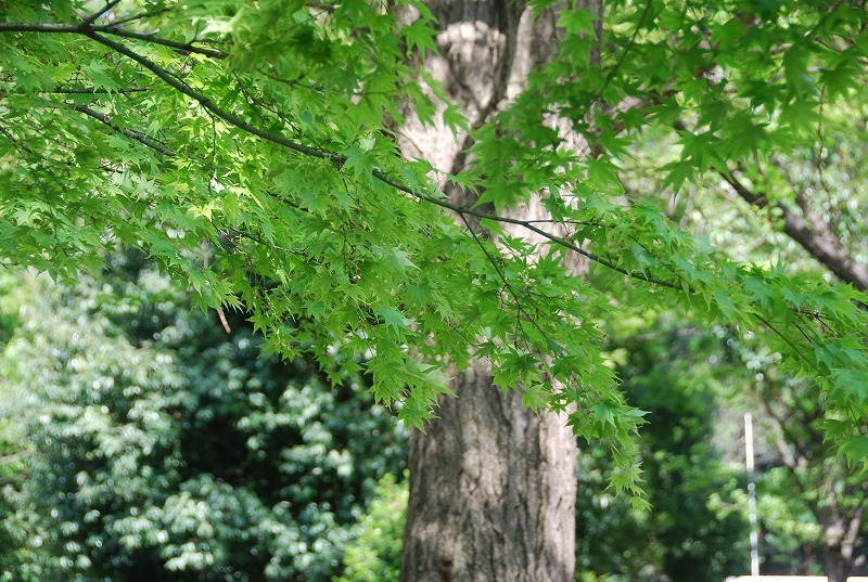 北浦和公園の初夏_c0187781_16182036.jpg