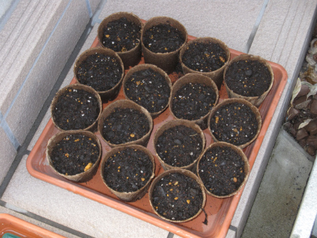 トウモロコシとトマトとゴーヤを植えました_d0081481_1810742.jpg