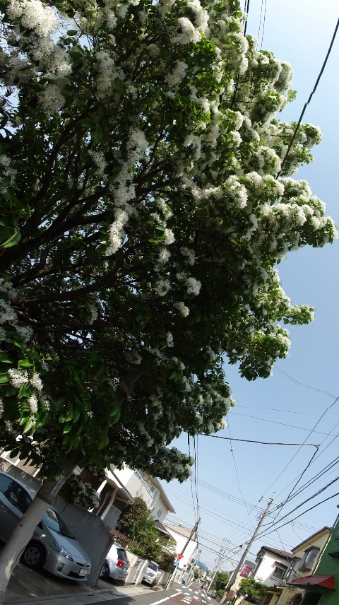 d0056382_21311859.jpg