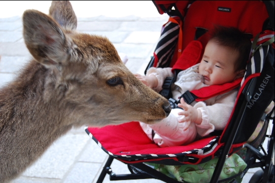 奈良公園＊鹿とご対面_f0018985_22295927.jpg