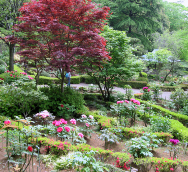 町田ぼたん園 えびね苑 薬師池公園へ バラとハーブのある暮らし Salon De Roses 町田ぼたん園 えびね苑 薬師池公園へ バラとハーブのある暮らし Salon De Roses